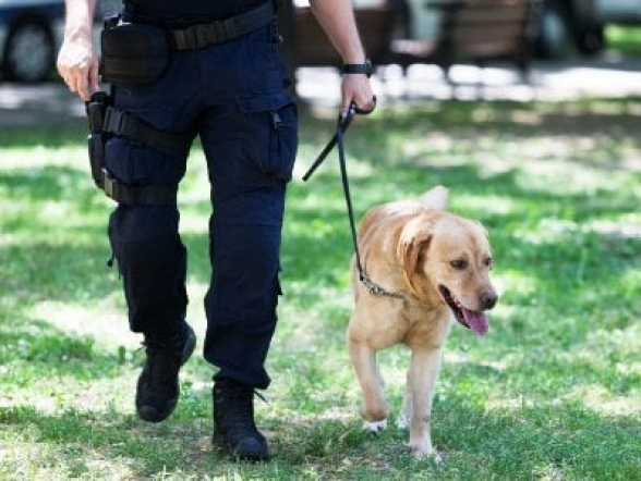 Վարժեցված շները սկսել են դպրոցներում կորոնավիրուս հայտնաբերել